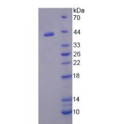 SDS-PAGE analysis of Liver X Receptor alpha Protein.