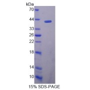 SDS-PAGE analysis of WNT5B Protein.