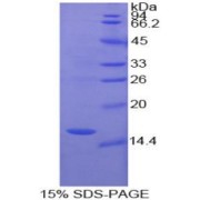 abx166335