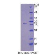abx166352