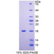 SDS-PAGE analysis of Syndecan 4 Protein.