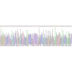 Beta Actin (ACTB) Protein