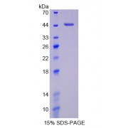 SDS-PAGE analysis of H2AFZ Protein.