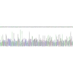 Human Gremlin 1 (GREM1) Protein