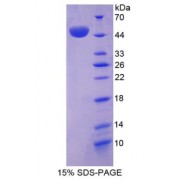 SDS-PAGE analysis of Osteonectin Protein.