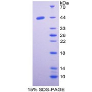 SDS-PAGE analysis of Nischarin Protein.