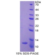 SDS-PAGE analysis of Ghrelin Protein.