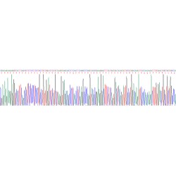 Human Gastric Inhibitory Polypeptide (GIP) Protein