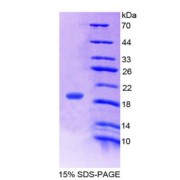 SDS-PAGE analysis of recombinant Human Gastric Inhibitory Polypeptide.