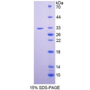 SDS-PAGE analysis of recombinant Human Nidogen Protein.