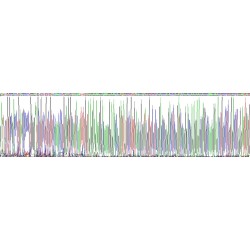 Human Collagen Type V Alpha 2 (COL5A2) Protein
