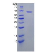 SDS-PAGE analysis of Caspase 9 Protein.