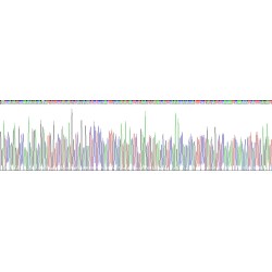 Human Integrin Alpha X / CD11C (ITGAX) Protein