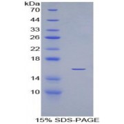 SDS-PAGE analysis of recombinant Human Vascular Endothelial Growth Factor 121 Protein.