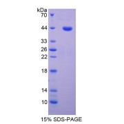 abx166493