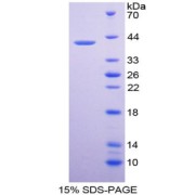 SDS-PAGE analysis of ITaC Protein.