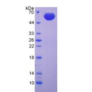 SDS-PAGE analysis of Fibrillin 2 Protein.