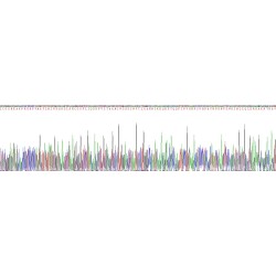 Human Granzyme B (GZMB) Protein