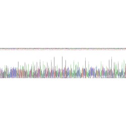 Human Granzyme B (GZMB) Protein