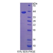 SDS-PAGE analysis of Farnesyltransferase alpha Protein.