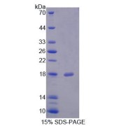 SDS-PAGE analysis of Fission 1 Protein.