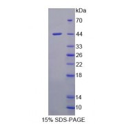 SDS-PAGE analysis of 4-HPPD Protein.