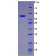 SDS-PAGE analysis of Keratin 4 Protein.