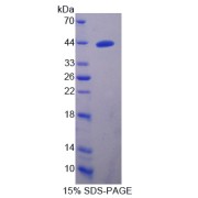 abx166708