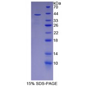 SDS-PAGE analysis of Paraoxonase 2 Protein.