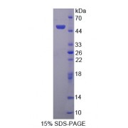 SDS-PAGE analysis of Peptidylprolyl Isomerase C Protein.