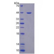 SDS-PAGE analysis of Paraoxonase 3 Protein.