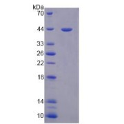 SDS-PAGE analysis of Paraoxonase 3 Protein.