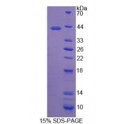 SDS-PAGE analysis of recombinant Human Latrophilin 3 Protein.