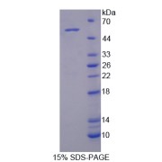 abx166750