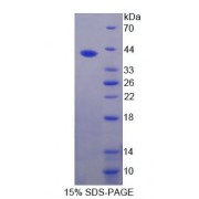 SDS-PAGE analysis of Fucosyltransferase 6 Protein.