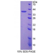 SDS-PAGE analysis of Human Peptidyl Arginine Deiminase Type VI Protein.