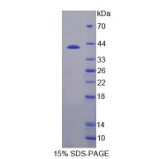 SDS-PAGE analysis of Tropomyosin 3 Protein.