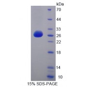 SDS-PAGE analysis of Activating Transcription Factor 7 Protein.
