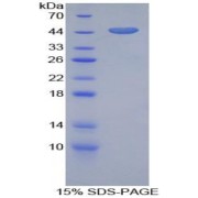 SDS-PAGE analysis of Gelsolin Protein.