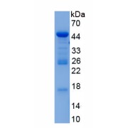 SDS-PAGE analysis of recombinant Human Gelsolin (GSN) Protein.