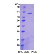 SDS-PAGE analysis of NADH Dehydrogenase 1 Protein.