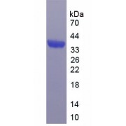 SDS-PAGE analysis of Myeloid Cell Leukemia Sequence 1, Bcl2 Related Protein.