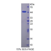 SDS-PAGE analysis of Protamine 2 Protein.
