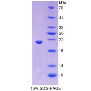 SDS-PAGE analysis of Pannexin 1 Protein.