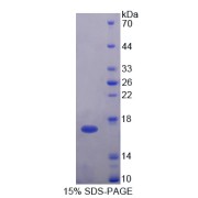 SDS-PAGE analysis of H2A Histone Family, Member V Protein.
