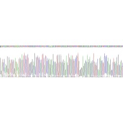Human Transmembrane Protease, Serine 4 (TMPRSS4) Protein