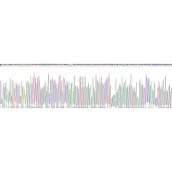 Human Transmembrane Protease, Serine 4 (TMPRSS4) Protein