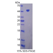 SDS-PAGE analysis of NAD-Dependent Protein Deacetylase Sirtuin-7 Protein.