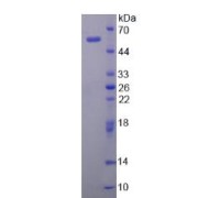 SDS-PAGE analysis of Chymotrypsin-Like Elastase Family Member 3A Protein.