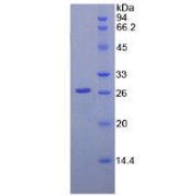 SDS-PAGE analysis of Lamin B1 Protein.